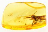 Large Fossil Winged Termite (Mastotermitidae) In Baltic Amber #275353-1